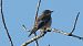 Balia nera (Ficedula hypoleuca) © Giovanni Fontana