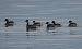 Svasso piccolo (Podiceps nigricollis) © Giovanni Fontana