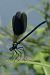 Gebänderte Prachtlibelle (Calopteryx splendens) © Fausto Leandri
