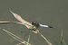 Orthetrum albistylum  - Fausto Leandri