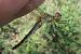 Sumpf-Heidelibelle (Sympetrum depressiusculum) © Fausto Leandri