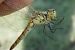Sympetrum depressiusculum  - Fausto Leandri