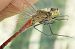 Sympetrum depressiusculum © Fausto Leandri