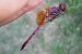 Trithemis annulata © Fausto Leandri