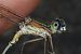 Lestes parvidens  - Fausto Leandri