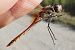 Sympetrum fonscolombei © Fausto Leandri