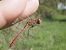 Sympetrum meridionale  - Fausto Leandri