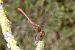Sympetrum meridionale © Fausto Leandri