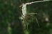 Lestes parvidens  - Fausto Leandri