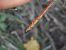 Sympetrum striolatum © Fausto Leandri