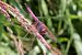 Violetter Sonnenzeiger (Trithemis annulata) © Fausto Leandri