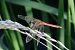 Sympetrum depressiusculum © Fausto Leandri