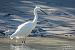 Garzetta (Egretta garzetta) © Paolo Deimichei