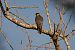 Lodolaio (Falco subbuteo) © Fabio Moretto
