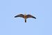Lodolaio (Falco subbuteo) © Fabio Moretto