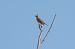 Tordo bottaccio (Turdus philomelos) © Fabio Moretto