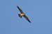 Lodolaio (Falco subbuteo) © Fabio Moretto
