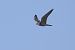 Lodolaio (Falco subbuteo) © Fabio Moretto