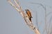 Codirosso (Phoenicurus phoenicurus) © Fabio Moretto