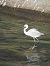 Garzetta (Egretta garzetta) © Matteo Bonvicini