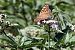 Argynnis paphia  - Lino Veronesi