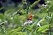 Argynnis paphia © Lino Veronesi