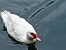 Anatra muta (Cairina moschata f. domestica) © Stefano Brigidi