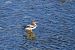 Smergo maggiore (Mergus merganser) © Sandro Formini