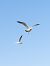 Gabbiano reale (Larus michahellis) © Massimo Tassinari