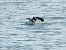 Zafferano (Larus fuscus) © Massimo Tassinari