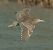 Nitticora (Nycticorax nycticorax) © Vito Giovanni Santantonio