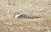 Piovanello tridattilo (Calidris alba) © Federico Fanesi