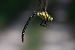 Aeshna cyanea © Marco Ricci