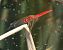 Crocothemis erythraea  - Fabio Angeli