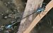 Ischnura elegans  - Fabio Angeli