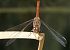 Sympetrum striolatum  - Fabio Angeli