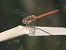 Sympetrum striolatum © Fabio Angeli