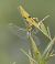 Sympetrum striolatum  - Fabio Angeli