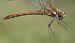 Sympetrum striolatum © Fabio Angeli
