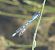 Enallagma cyathigerum  - Fabio Angeli