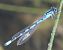 Enallagma cyathigerum © Fabio Angeli