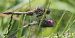 Orthetrum coerulescens  - Fabio Angeli