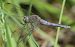 Orthetrum coerulescens  - Fabio Angeli