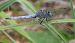 Orthetrum coerulescens  - Fabio Angeli