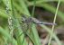 Orthetrum coerulescens  - Fabio Angeli