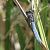 Orthetrum coerulescens © Fabio Angeli