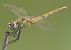 Sympetrum fonscolombei  - Fabio Angeli