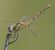 Sympetrum fonscolombei © Fabio Angeli