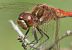 Sympetrum vulgatum  - Fabio Angeli