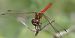 Sympetrum vulgatum  - Fabio Angeli
